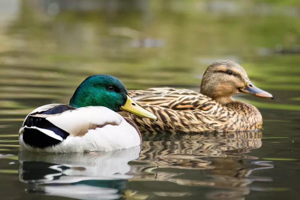 Male and female mallard duck