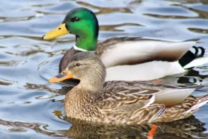 Mallard Duck Mates Swimming