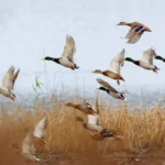 Mallard duck flying