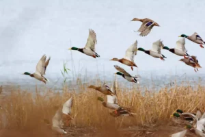 Mallard duck flying