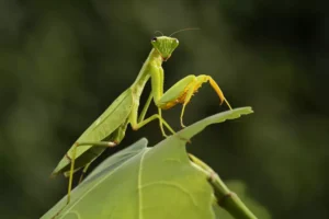 Mantis from family Sphondromantis