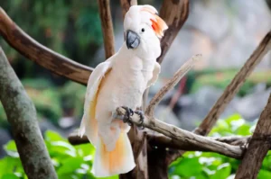 Moluccan Cockatoo