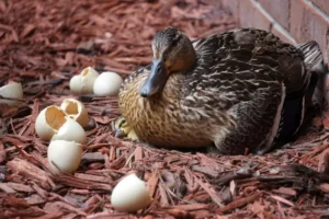 Mother Mallard with Peeping Duckling