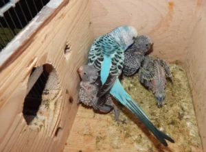 Mother budgie with 3 weeks old budgies