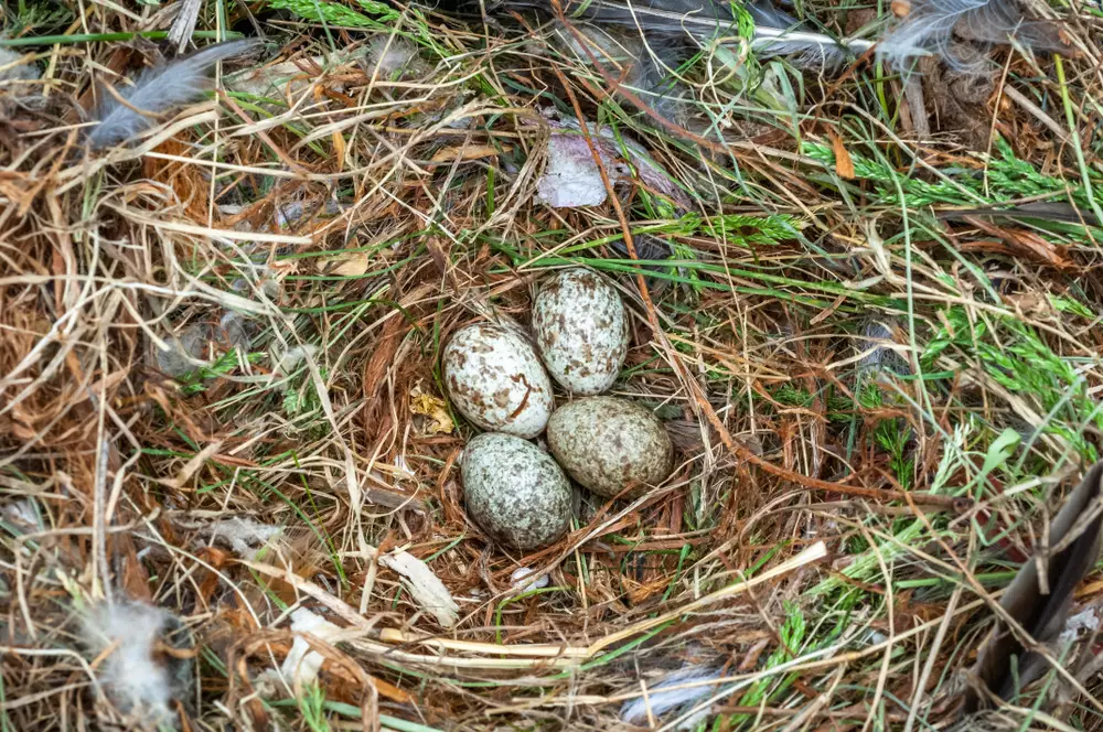 Nest and eggs of the House Sparrow