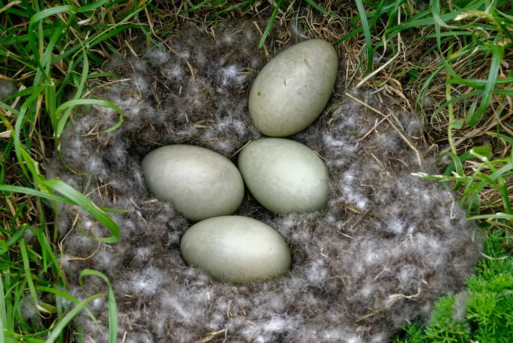 Nest showing four eggs