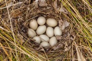 Nest with Mallard eggs