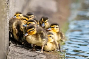 Newborn mallard ducklings