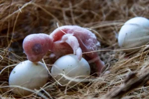 One day old budgie