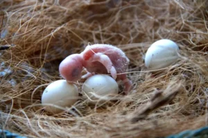 One day old lovebird