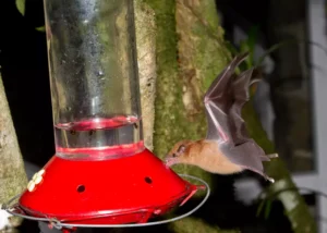 Orange Nectar Bat