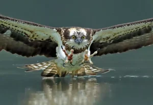 Osprey