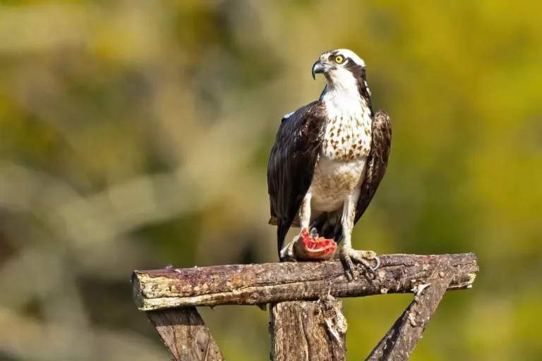 Osprey Eating a Fish in a Tree