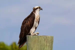 Osprey Fish Hawk Perched