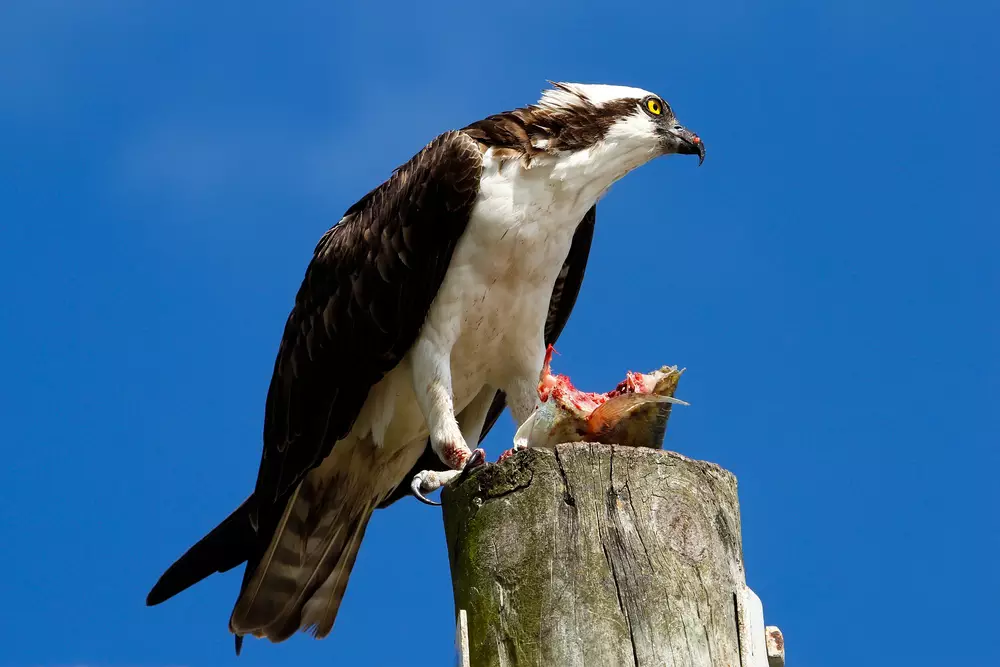 Osprey (Pandion haliaetus) with a catch