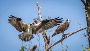Osprey mating pair