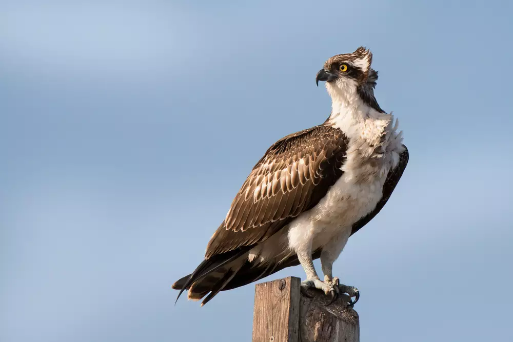 Osprey, migratory eagle