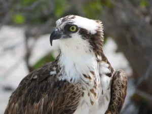 Osprey side profile