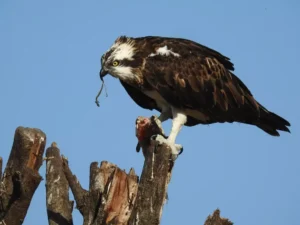 Osprey with breakfast