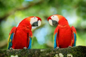 Pair of big parrots Scarlet Macaw