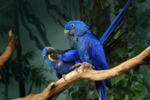 Pair of blue hyacinth macaw