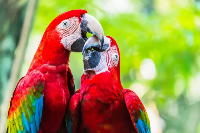 Pair of colorful Macaws parrots