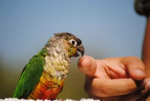 Parrot biting
