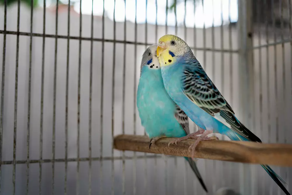 Budgies in love