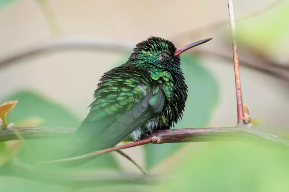 Peaceful and pretty wild hummingbird