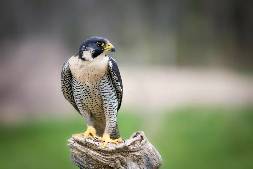 Peregrine Falcon Close up