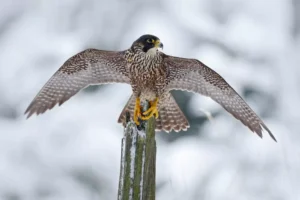 Peregrine Falcon bird of prey sitting