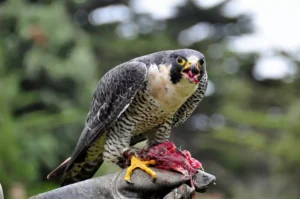 Peregrine Falcon eating while perched