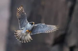 Peregrine Falcon in New Jersey