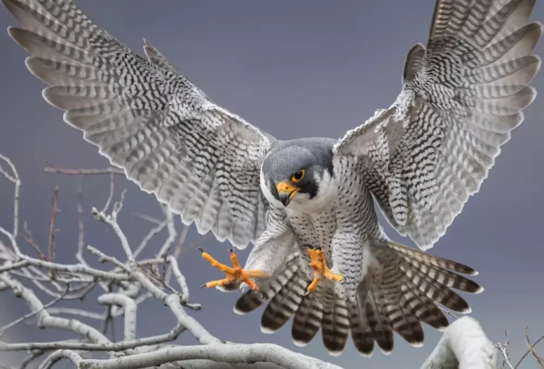 Peregrine Falcon in wild