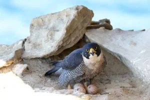 Peregrine Falcon sitting on eggs