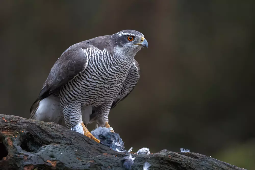 Peregrine Falcons stand