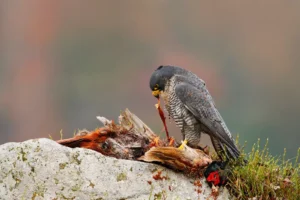 Peregrine Falcon,with killed Common Pheasant