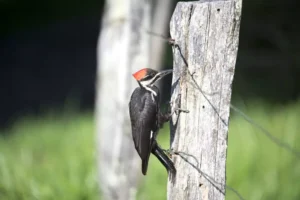 Pileated Woodpecker