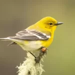 Pine warbler on a branch