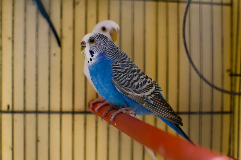 white australian budgie