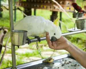 Playful cockatoo parrot