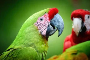 Portrait of endangered parrot