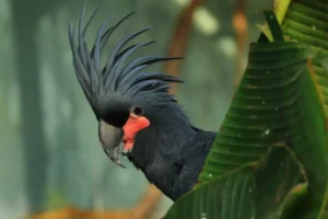 Portrait of palm cockatoo