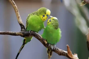 Pretty colorful parakeet