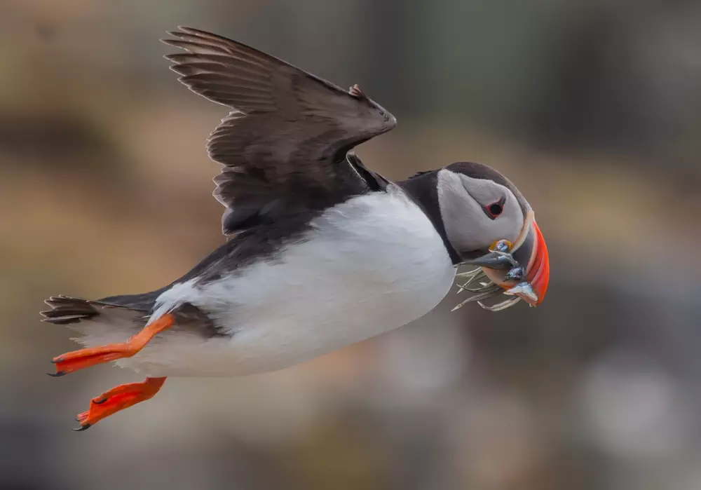 Puffin comp bird hunted fishes