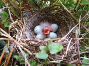 Purple House Finch in nest