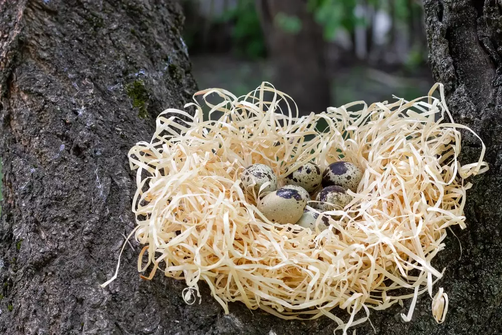 Quail eggs on the branches