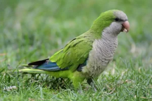 Quaker Parrots