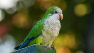 Quaker Parrots monk