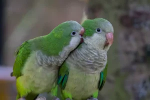 Quaker parrot